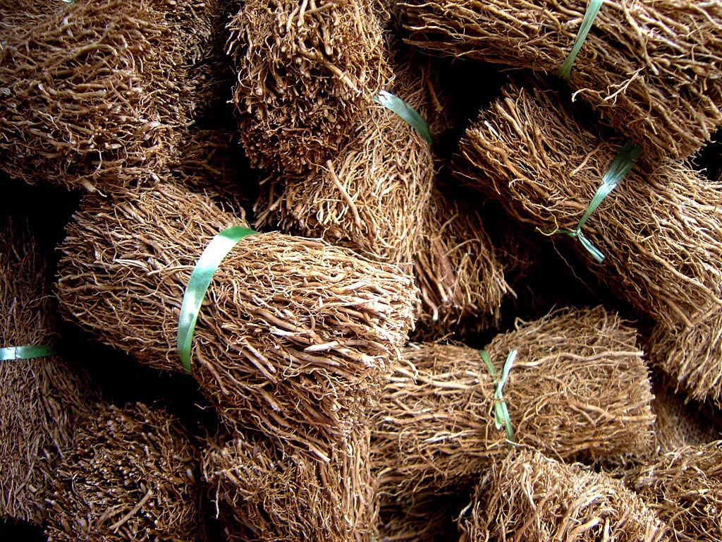 Vétiver, Veti, l'herbe aux racines parfumées - Tahiti Heritage