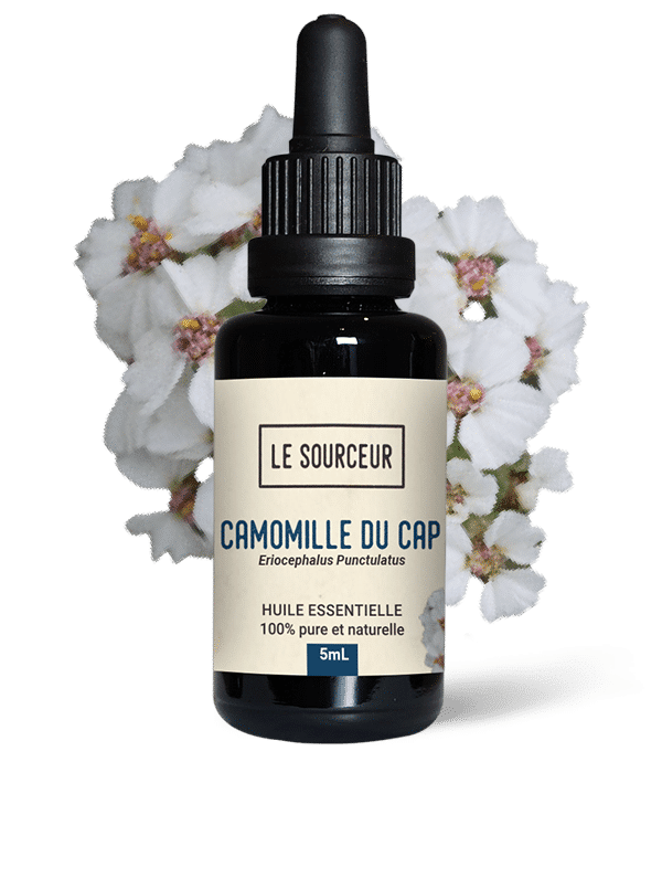 The Queen of Chamomiles: Cape Chamomile Essential Oil