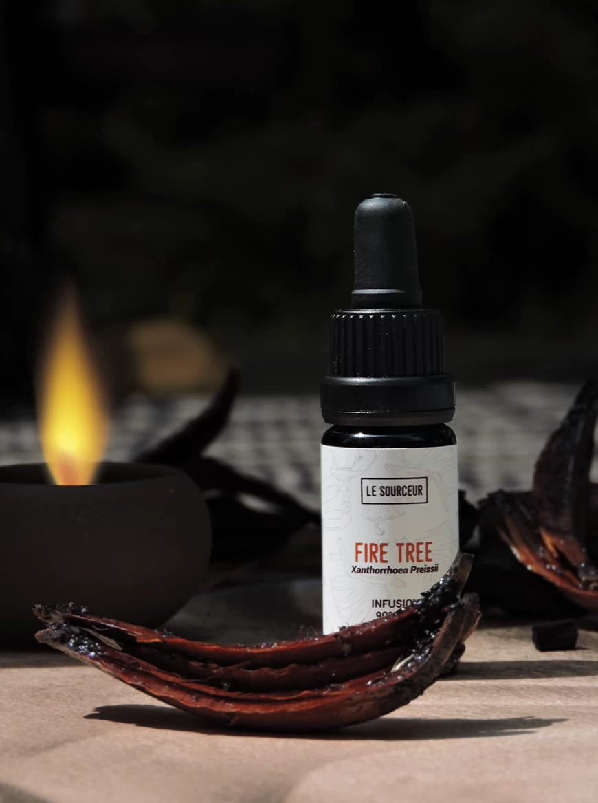 firetree-lesourceur-infusion